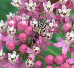 Strangalia acuminata