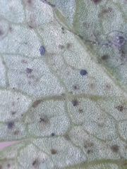 Puccinia pimpinellae