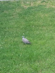 Columba palumbus