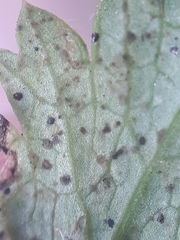 Puccinia pimpinellae