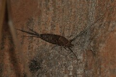 Mesomachilis