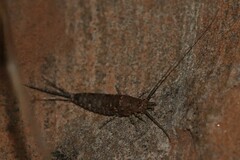 Mesomachilis