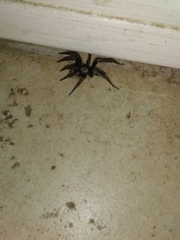 Scotophaeus blackwalli