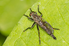 Machimus notatus