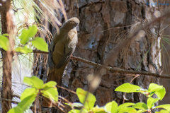 Trogon mexicanus