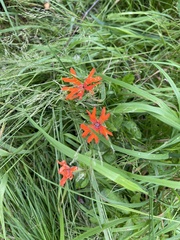 Silene fulgens