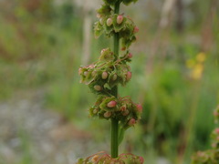 Rumex obtusifolius