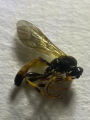 Cosmoconus nigriventris