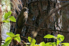 Trogon mexicanus