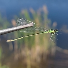 Coenagrion pulchellum
