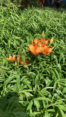 Lilium bulbiferum