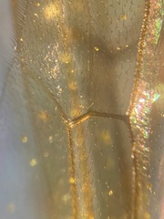 Cosmoconus nigriventris