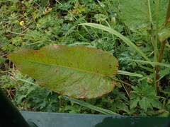 Rumex obtusifolius