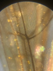 Cosmoconus nigriventris