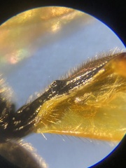 Cosmoconus nigriventris