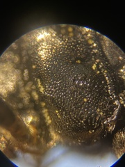 Cosmoconus nigriventris