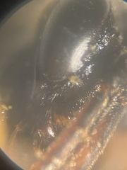 Cosmoconus nigriventris