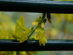 Melilotus officinalis