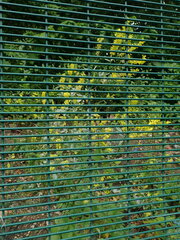 Melilotus officinalis