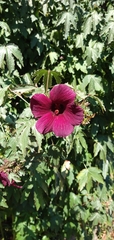 Hibiscus radiatus