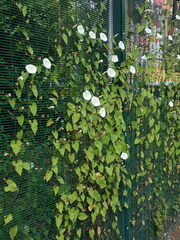 Calystegia × lucana