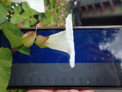 Calystegia × lucana