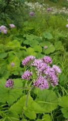 Adenostyles alliariae