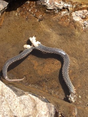 Vipera