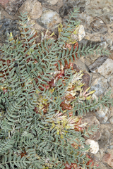 Astragalus lentiginosus semotus