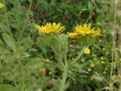 Helminthotheca echioides