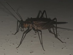 Homoeogryllus