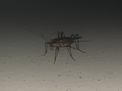 Homoeogryllus