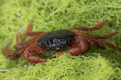 Geograpsus stormi