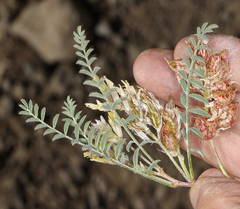 Astragalus lentiginosus semotus