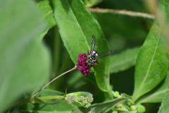 Triepeolus grandis