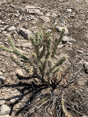 Cylindropuntia acanthocarpa