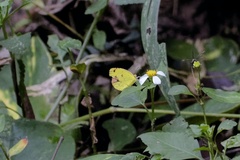 Pyrisitia portoricensis