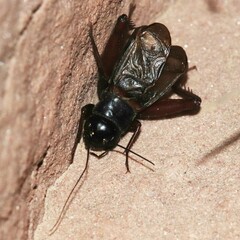Gryllus saxatilis