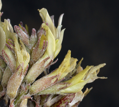 Astragalus lentiginosus semotus