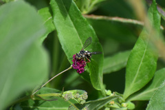 Triepeolus grandis