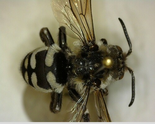 iNaturalist observation photo of California Digger-cuckoo Bee