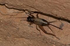 Gryllus saxatilis