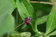 Triepeolus grandis
