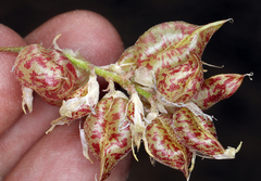 Astragalus lentiginosus semotus