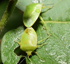 Chinavia marginata