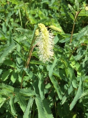 Sanguisorba dodecandra