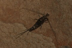 Mesomachilis