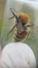 Bombus humilis