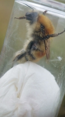 Bombus humilis