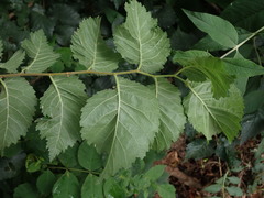 Ulmus